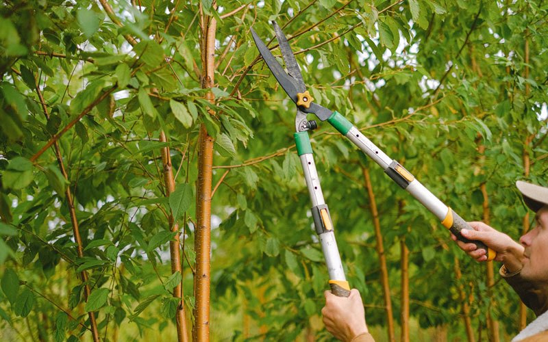 Tree trimming in Westbury, NY